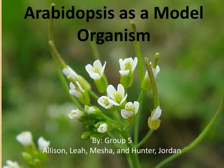 arabidopsis as a model organism