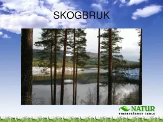 skogbruk