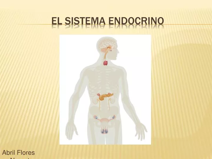 el sistema endocrino