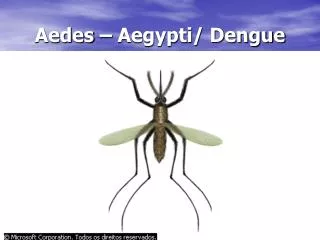 aedes aegypti dengue