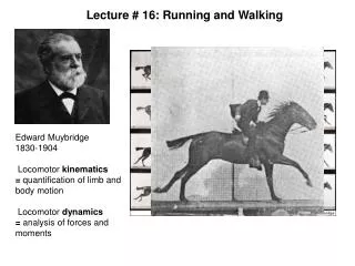 Edward Muybridge 1830-1904 Locomotor kinematics = quantification of limb and body motion Locomotor dynamics = ana