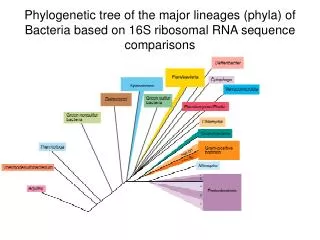 Phylogenetic tree of the major lineages (phyla) of Bacteria based on 16S ribosomal RNA sequence comparisons