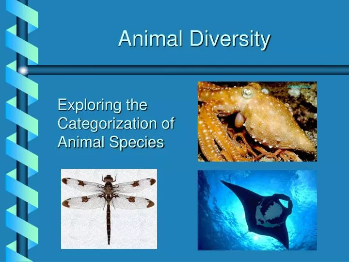 animal diversity