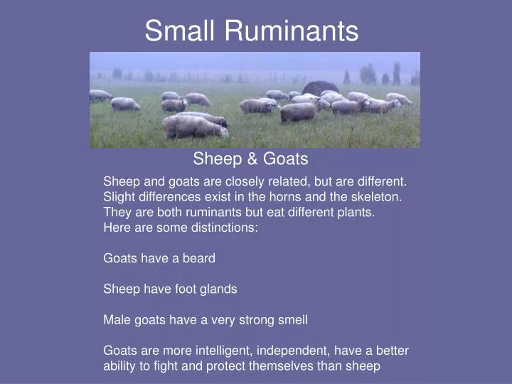 small ruminants