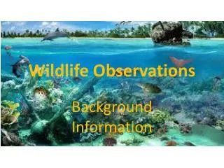 Wildlife Observations