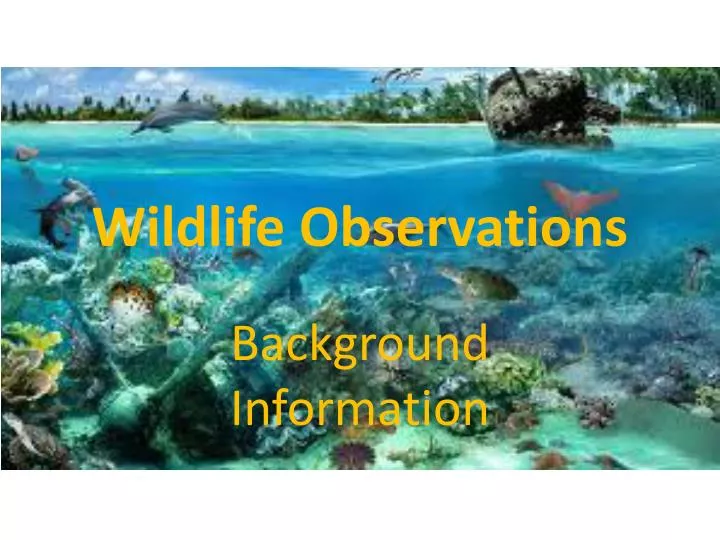 wildlife observations