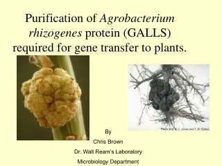 Purification of Agrobacterium rhizogenes protein (GALLS) required for gene transfer to plants.