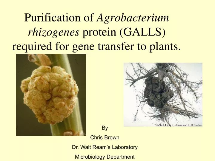 purification of agrobacterium rhizogenes protein galls required for gene transfer to plants