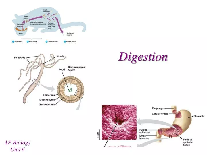 digestion