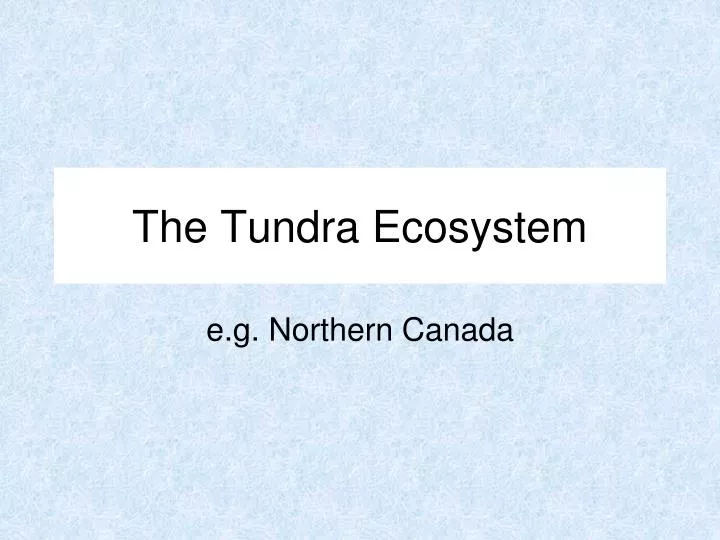 the tundra ecosystem