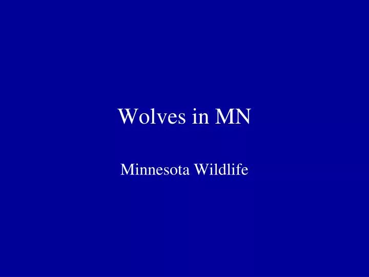 wolves in mn