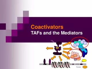 Coactivators TAFs and the Mediators
