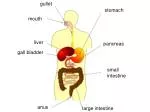 PPT - CARCINOMA STOMACH PowerPoint Presentation, free download - ID:1838378