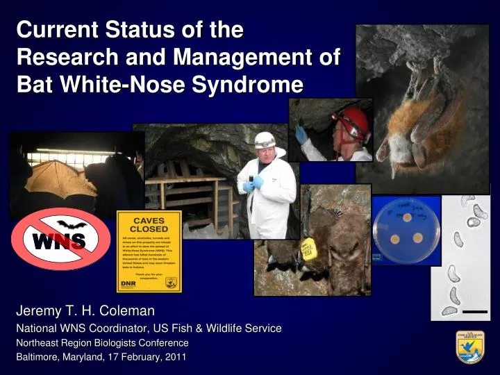 current status of the research and management of bat white nose syndrome