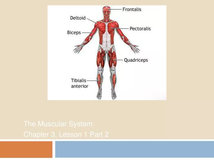 the muscular system chapter 3 lesson 1 part 2