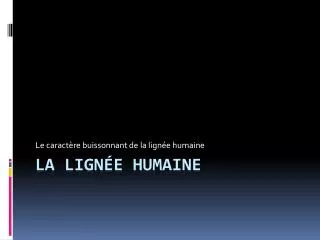 le caract re buissonnant de la lign e humaine