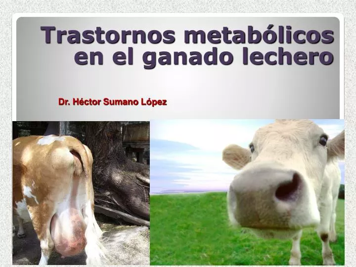 trastornos metab licos en el ganado lechero