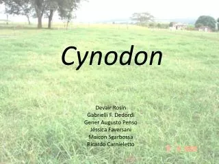 Cynodon