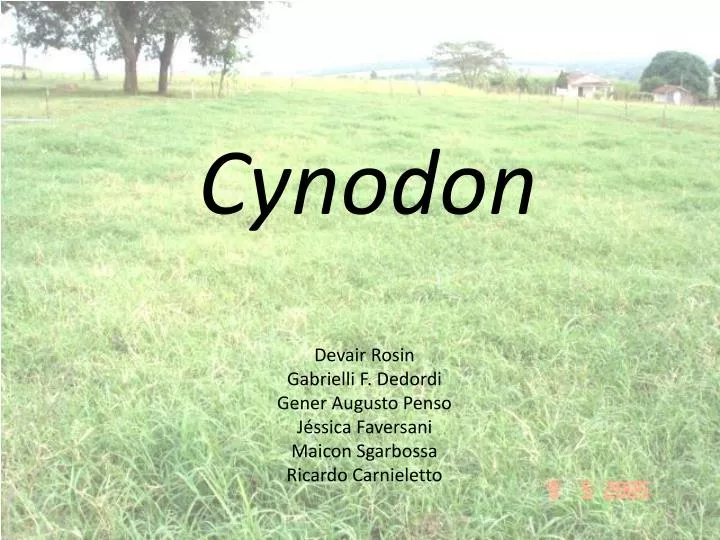 cynodon