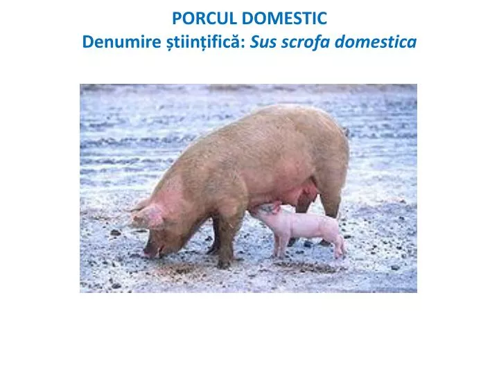 porcul domestic denumire tiin ific sus scrofa domestica