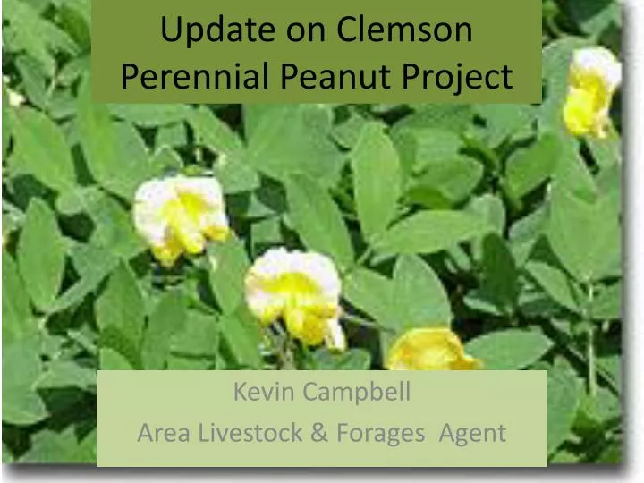 update on clemson perennial peanut project