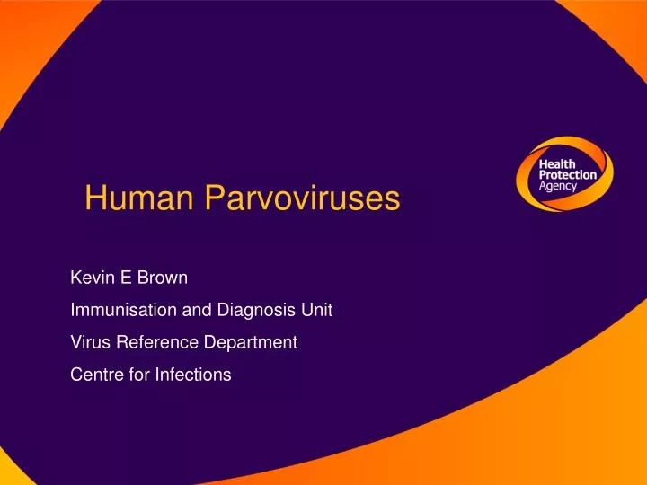 human parvoviruses