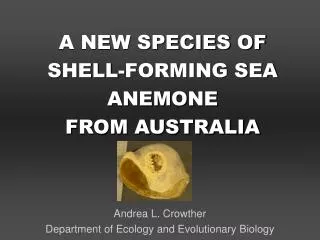 A NEW SPECIES OF SHELL-FORMING SEA ANEMONE FROM AUSTRALIA