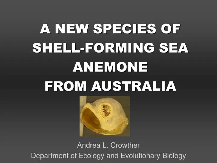 a new species of shell forming sea anemone from australia