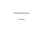 Cellular Respiration - slide 1