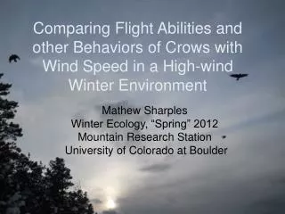 Comparing Flight Abilities and other Behaviors of Crows with Wind Speed in a High-wind Winter Environment