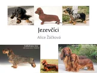 Jezevčíci