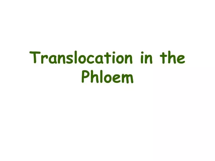 translocation in the phloem