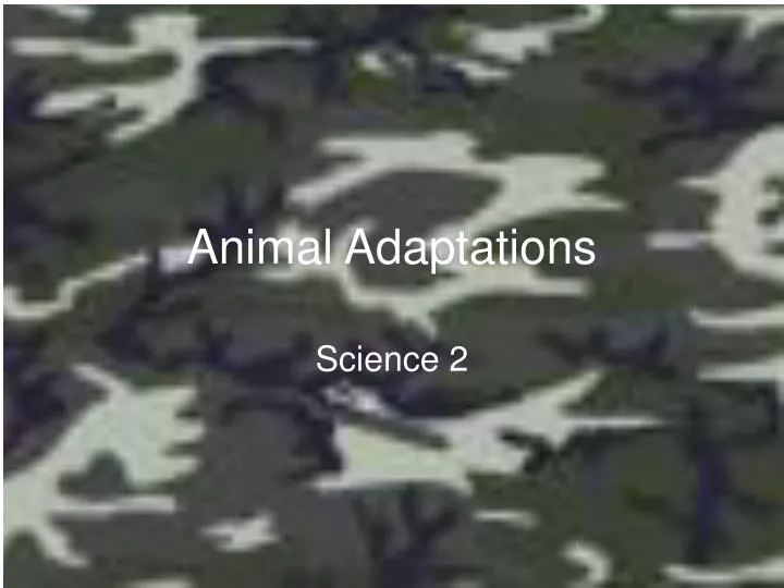 animal adaptations