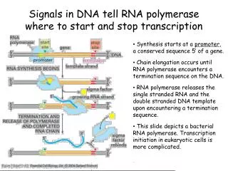 Signals in DNA tell RNA polymerase where to start and stop transcription