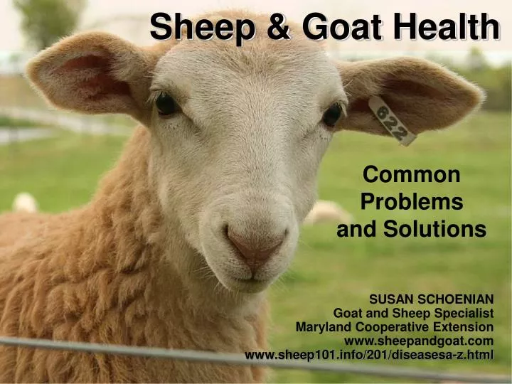 sheep goat health