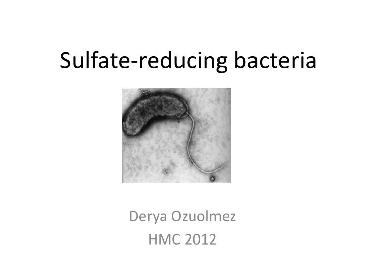 sulfate reducing bacteria