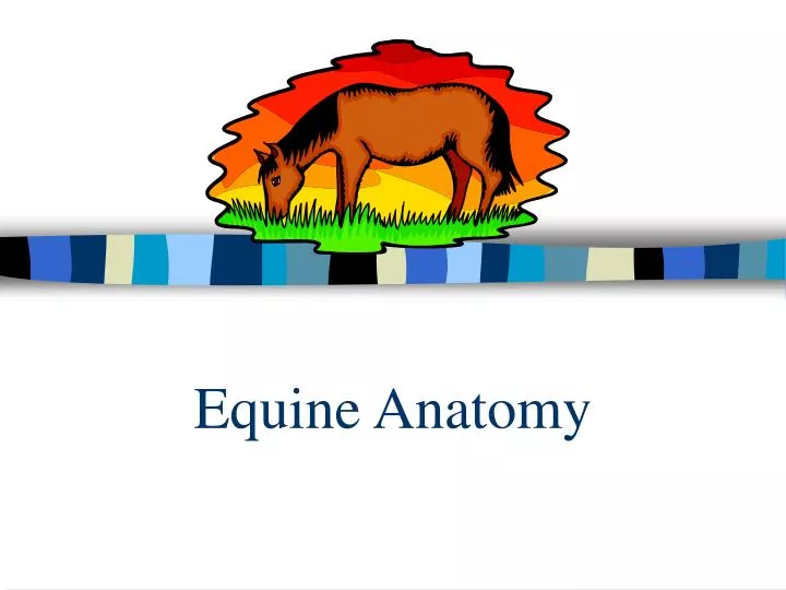 equine anatomy