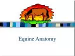 PPT - Normal Radiographic Anatomy of the Equine Hind Limb PowerPoint