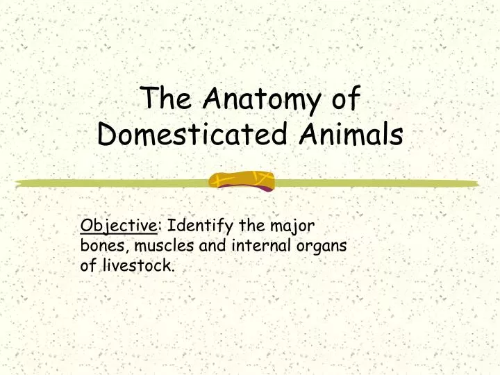 the anatomy of domesticated animals