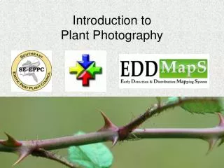 Introduction to Plant Photography