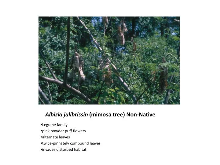 albizia julibrissin mimosa tree non native