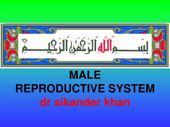 male reproductive system dr sikander khan