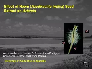 Effect of Neem ( Azadirachta indica ) Seed Extract on Artemia