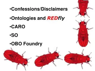 Confessions/Disclaimers Ontologies and RED fly CARO SO OBO Foundry