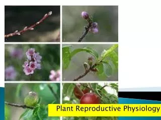 Plant Reproductive Physiology