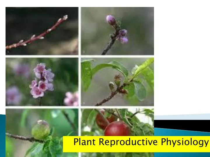 plant reproductive physiology