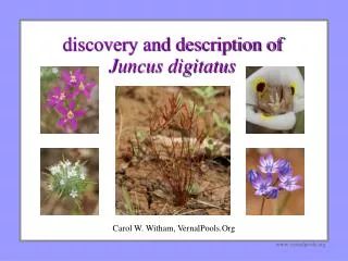 discovery and description of Juncus digitatus