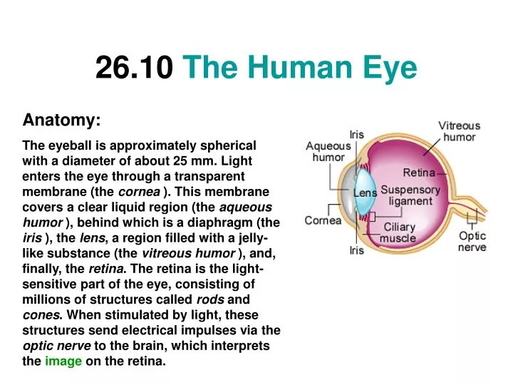 26 10 the human eye
