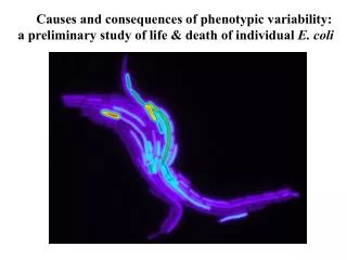 Causes and consequences of phenotypic variability: a preliminary study of life &amp; death of individual E. coli