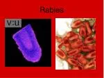 Rabies - slide 1